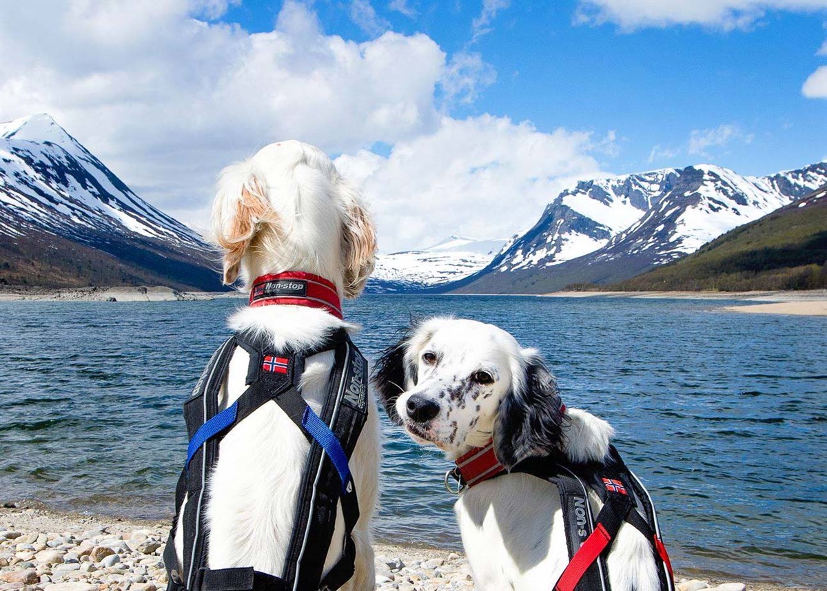Non-stop dogwear Freemotion Harness9