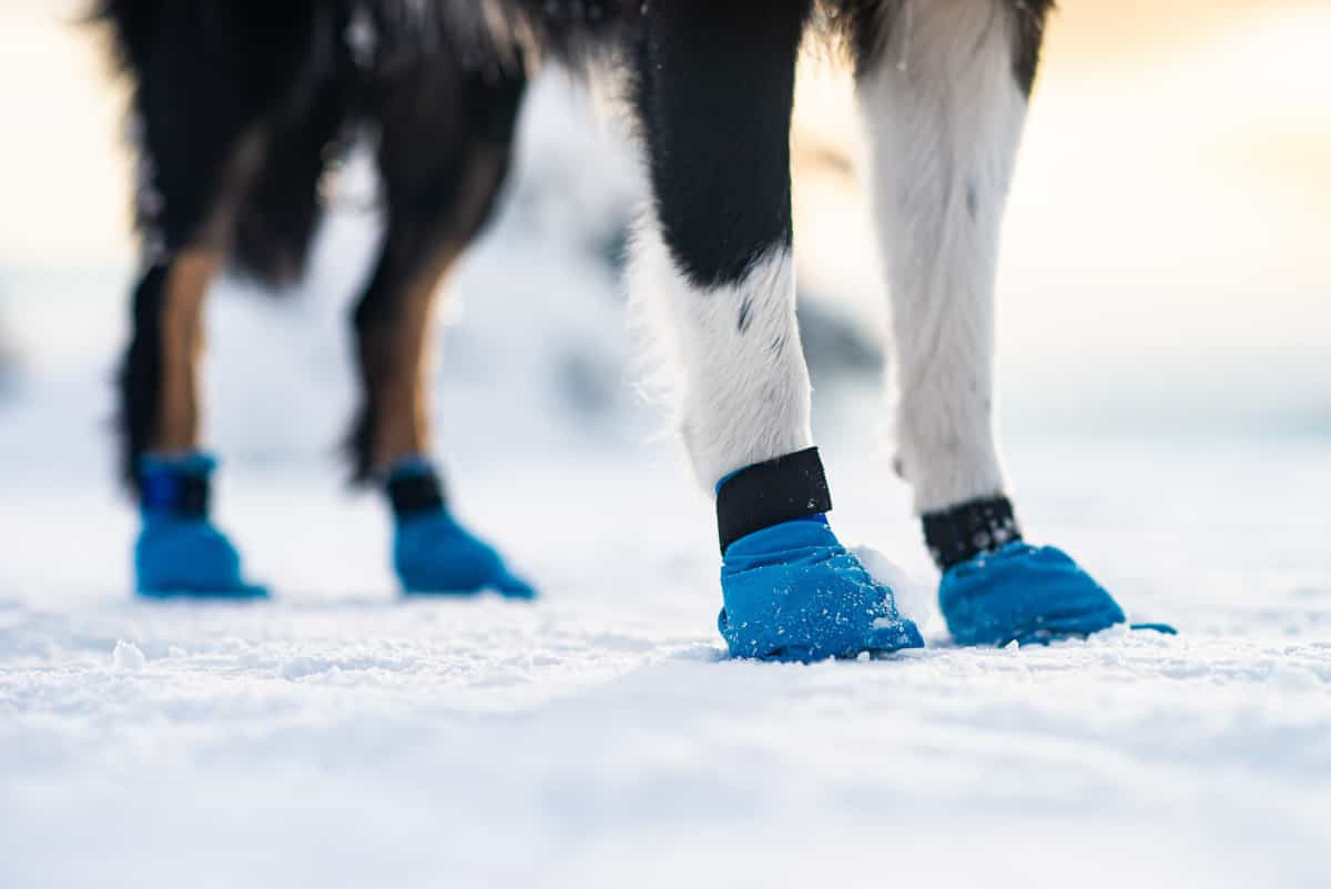 long-distance-booties-setting-3