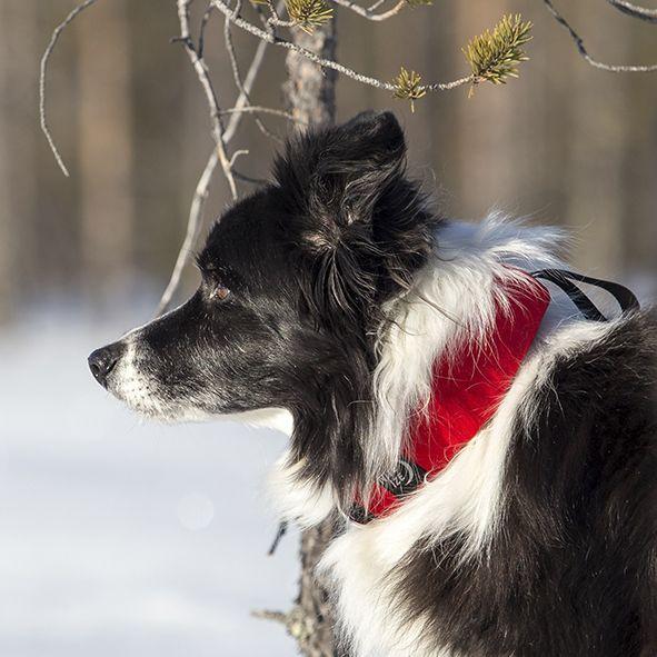 raddog_punainen_bc