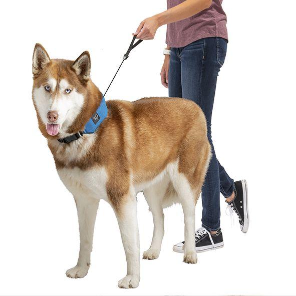 raddog_sininen_husky