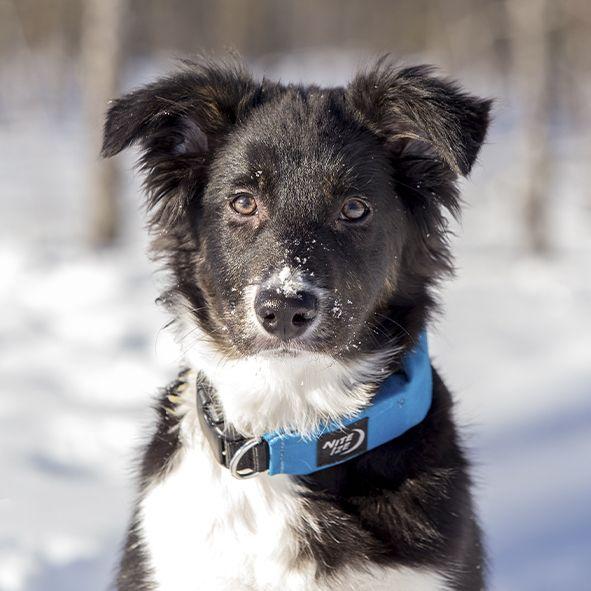 raddog_sininen_pentu