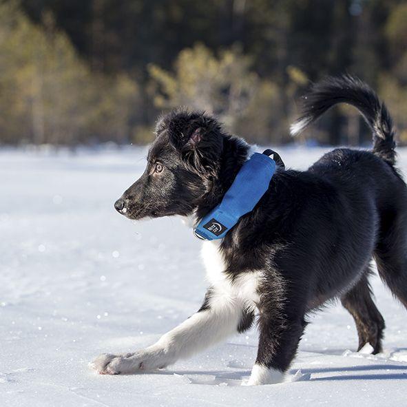 raddog_sininen_pentu2