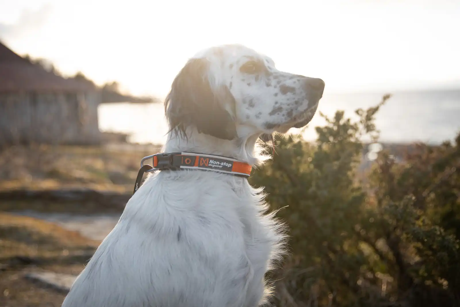 roam_collar_setting_1
