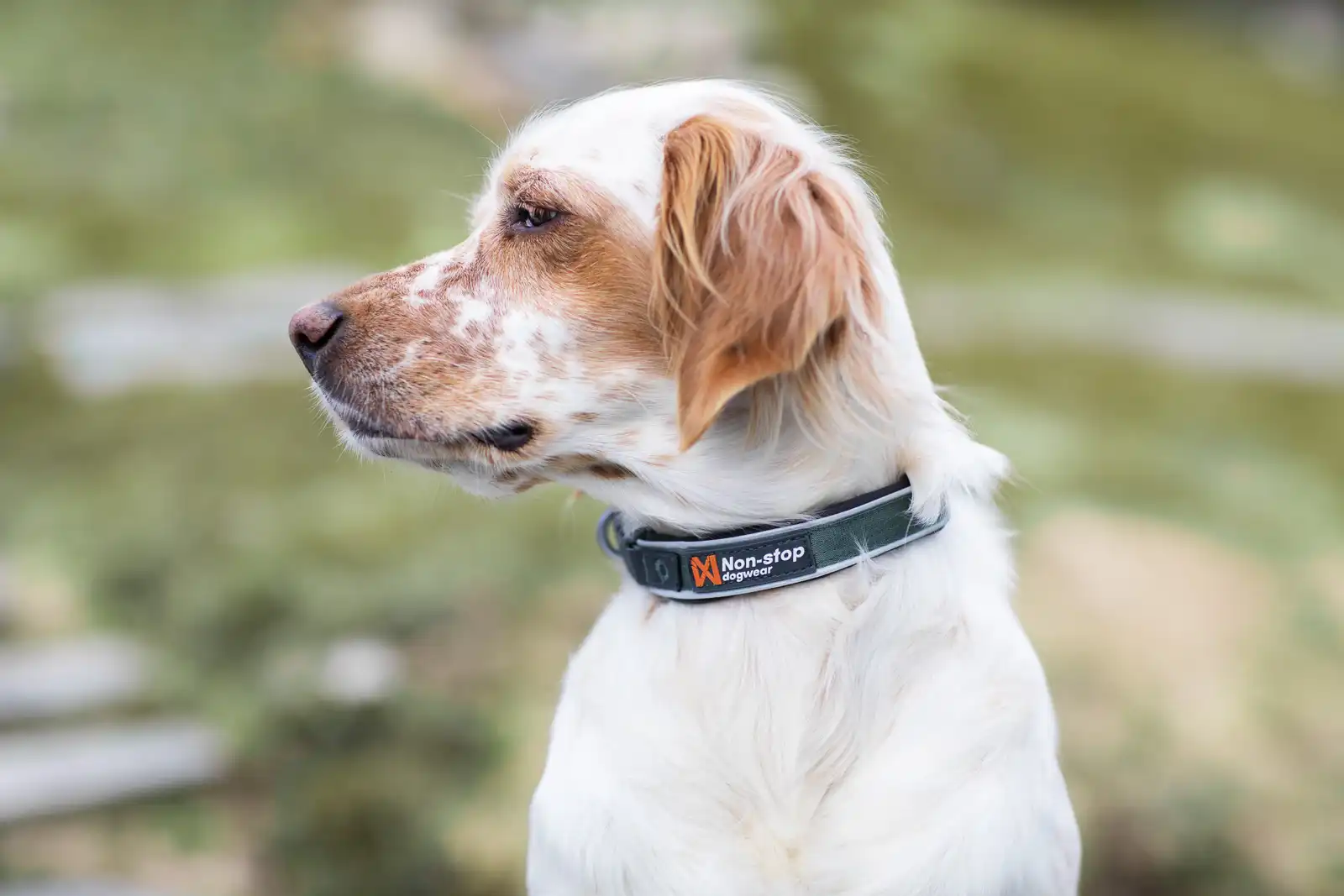 roam_collar_setting_3