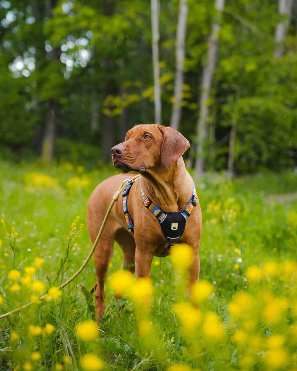 rope-leash-pistachio-8mm-285941