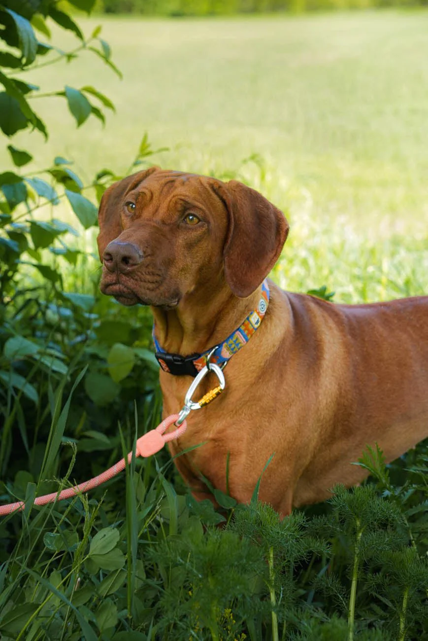 rope-leash-salmon-pink-8mm-141414