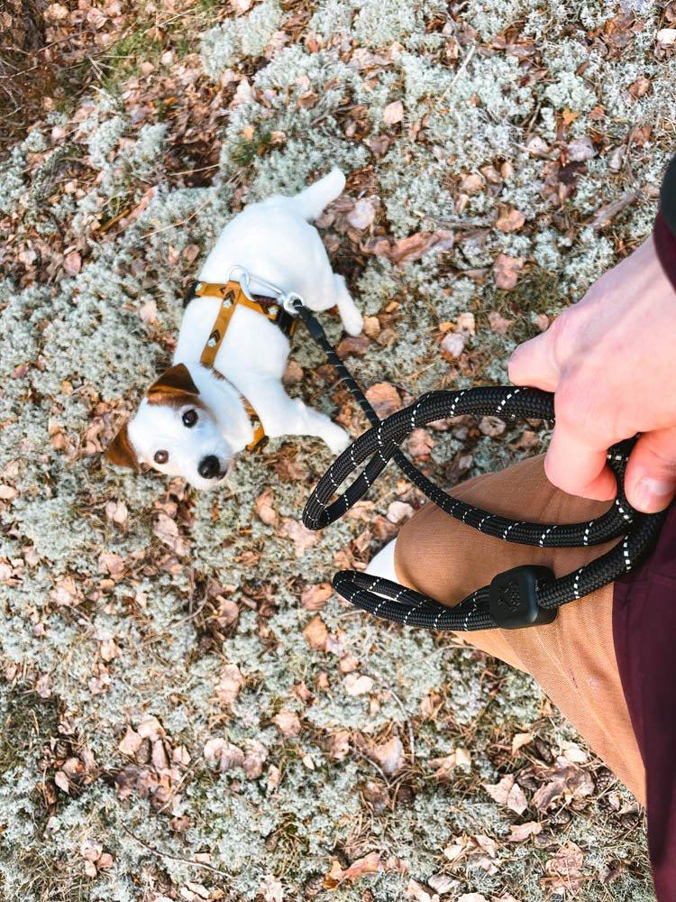 woolly-wolf-rope-leash-black-10mm-871275